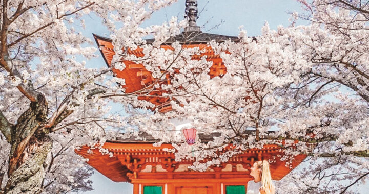The ultimate guide to the Japanese cherry blossoms